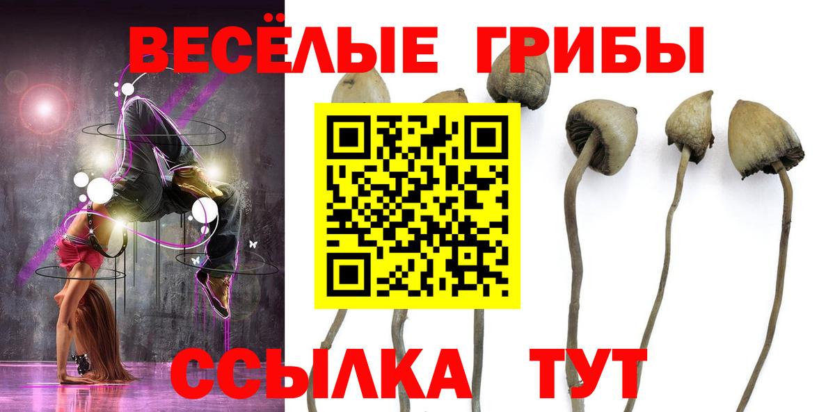 Псилоцибиновые грибы Psilocybine cubensis Алексин